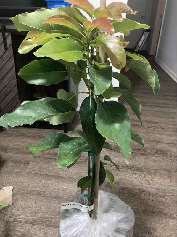 アボカドの木 アボカドの木の質問 : r/BackyardOrchard