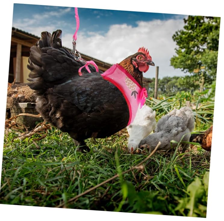 Image of Chicken Harness with Leash for Small Pets, Adjustable Elastic Breathable Vest for Hens Ducks Geese Outdoor Walking Training