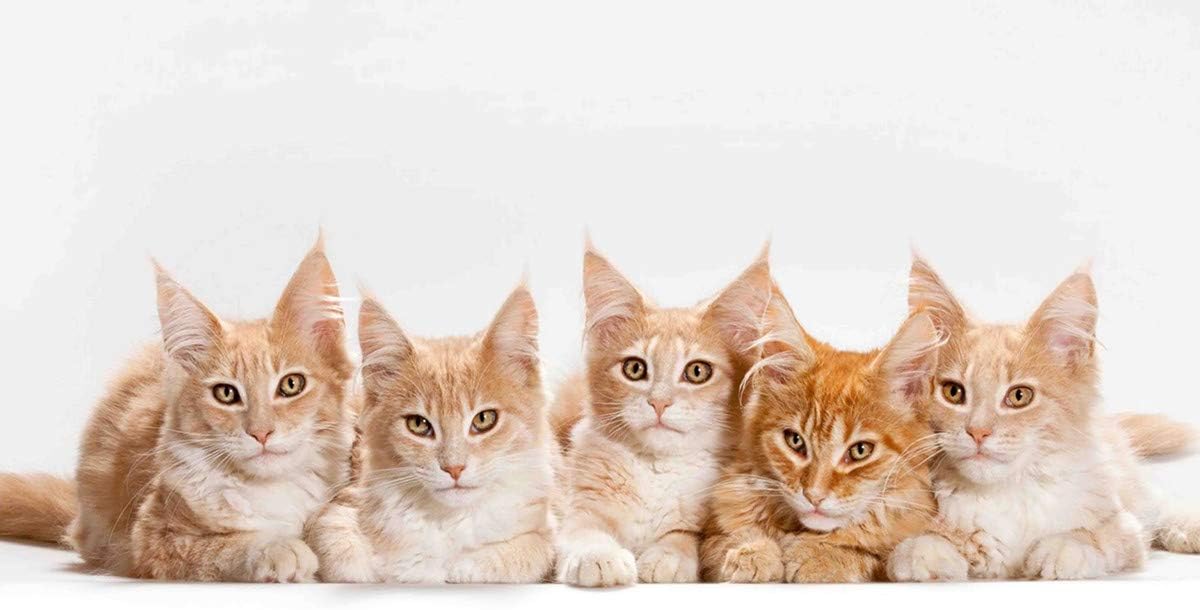 Yellow Alley Cat Poster For Wisdom|Poster For Cats Lover|Poster For Interior Decoration|1Pc