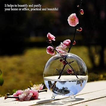 Ecosides Marimo Moss Ball Terrarium Kit, Blown Aquarium Set,Ball Glass Vase Container Desktop Decoration, With Living Moss Balls, Pebbles,Shell and Black Fan,Coral (Spherical)