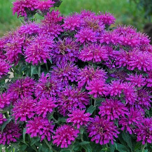 100 Gumball Bee Balm Seeds Flowers Seed Bloom Hummingbird Flower Seeds