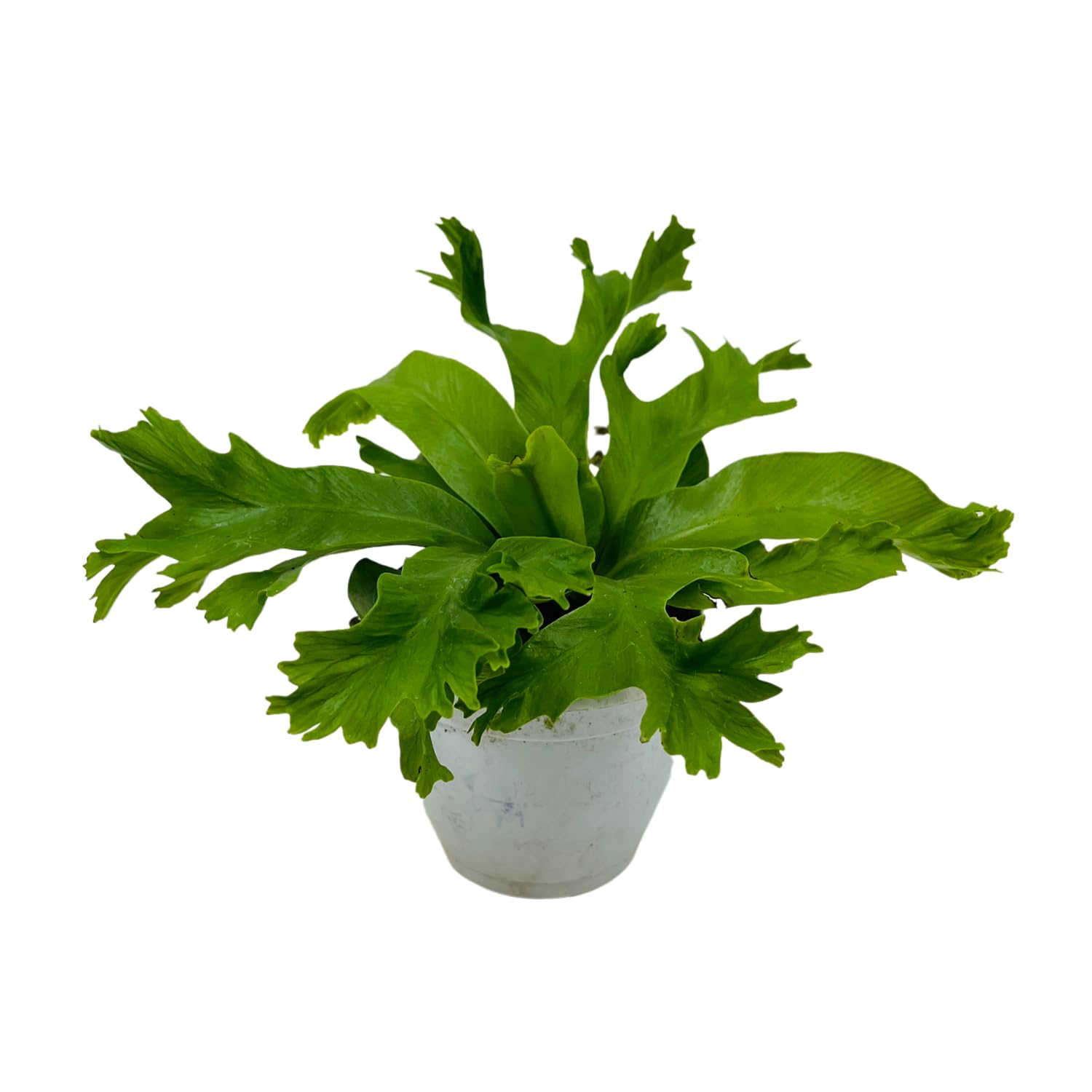 Hug A Plant | Asplenium Nidus Crissie Fern- Live Plant (Home & Garden) (B0C9HGJ6PQ) Amazon Price History, Amazon Price Tracker