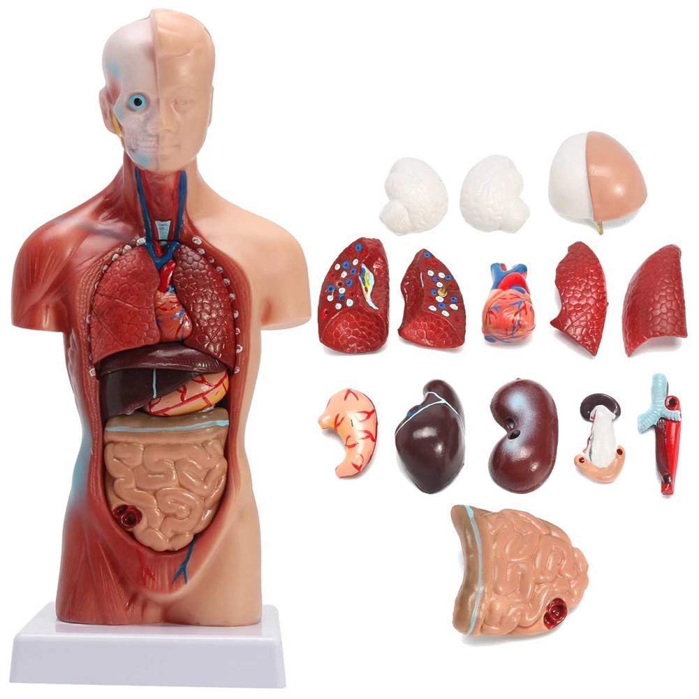 ERNZI Modelo De Torso Humano Anatomía Órganos Anatómicos Internos para La Enseñanza Modelo Educativo Desmontable Nuevo 28 Cm para Escuelas, Educación