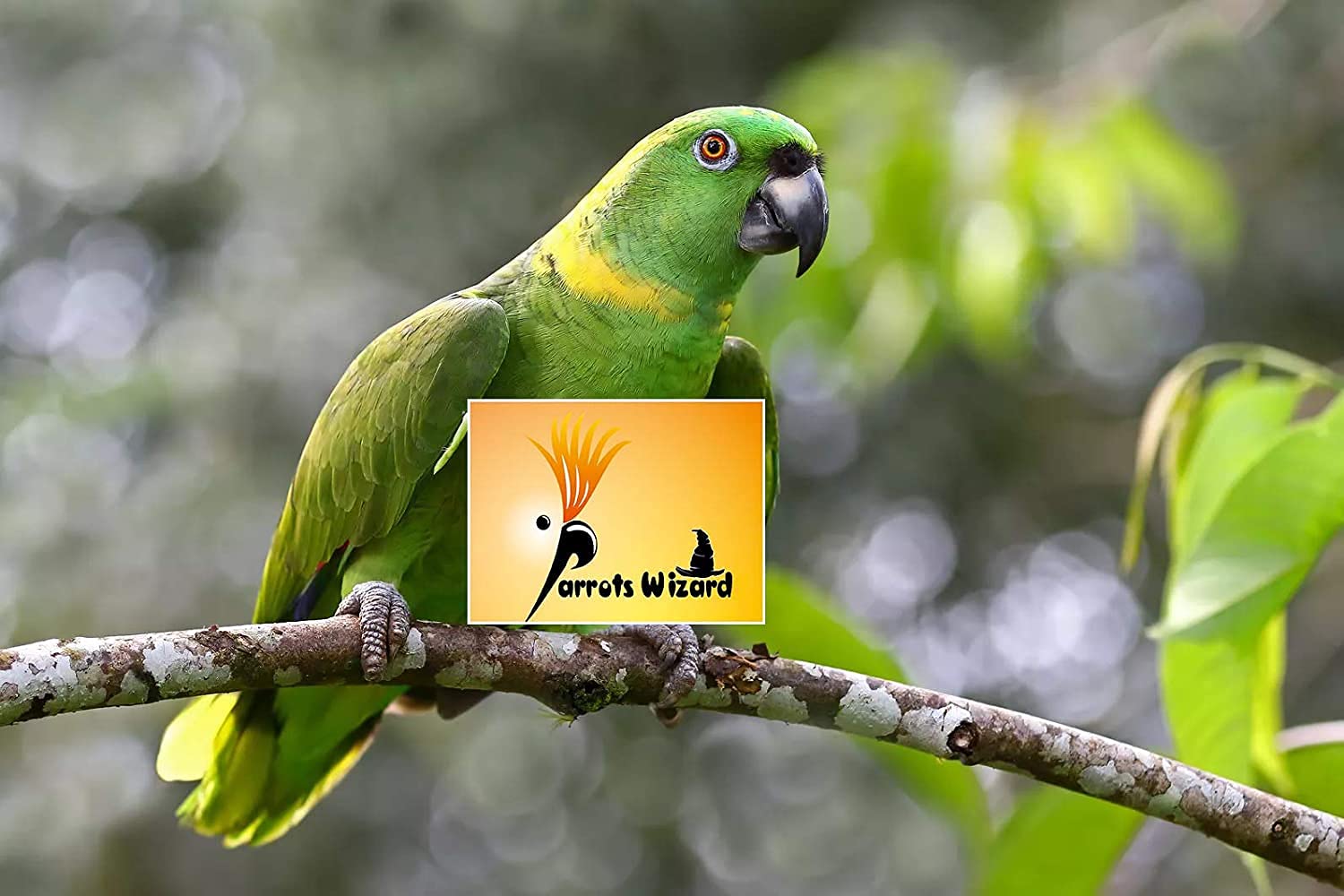 Parrots Wizard Large Sunflower Seeds for Big Parrot 450 Grams, All Life Stages, bird 3