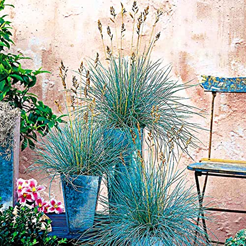 Saterkali Semi di festuca Blu, 300 Pezzi/Borsa Semi di festuca Blu Forte Adattamento Paesaggio Portatile Semi di Erba Ornamentale per Parco Semi di Erba Verde