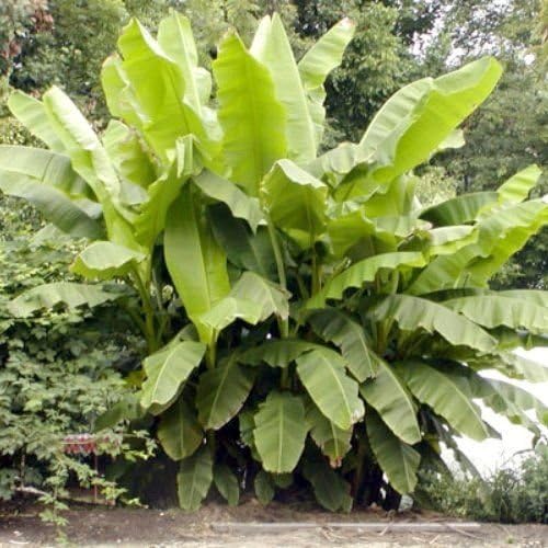 SS0144 Banana Plants Fruit Basjoo Live Four Plant (4) COLD HARDY Garden Outdoor Yard