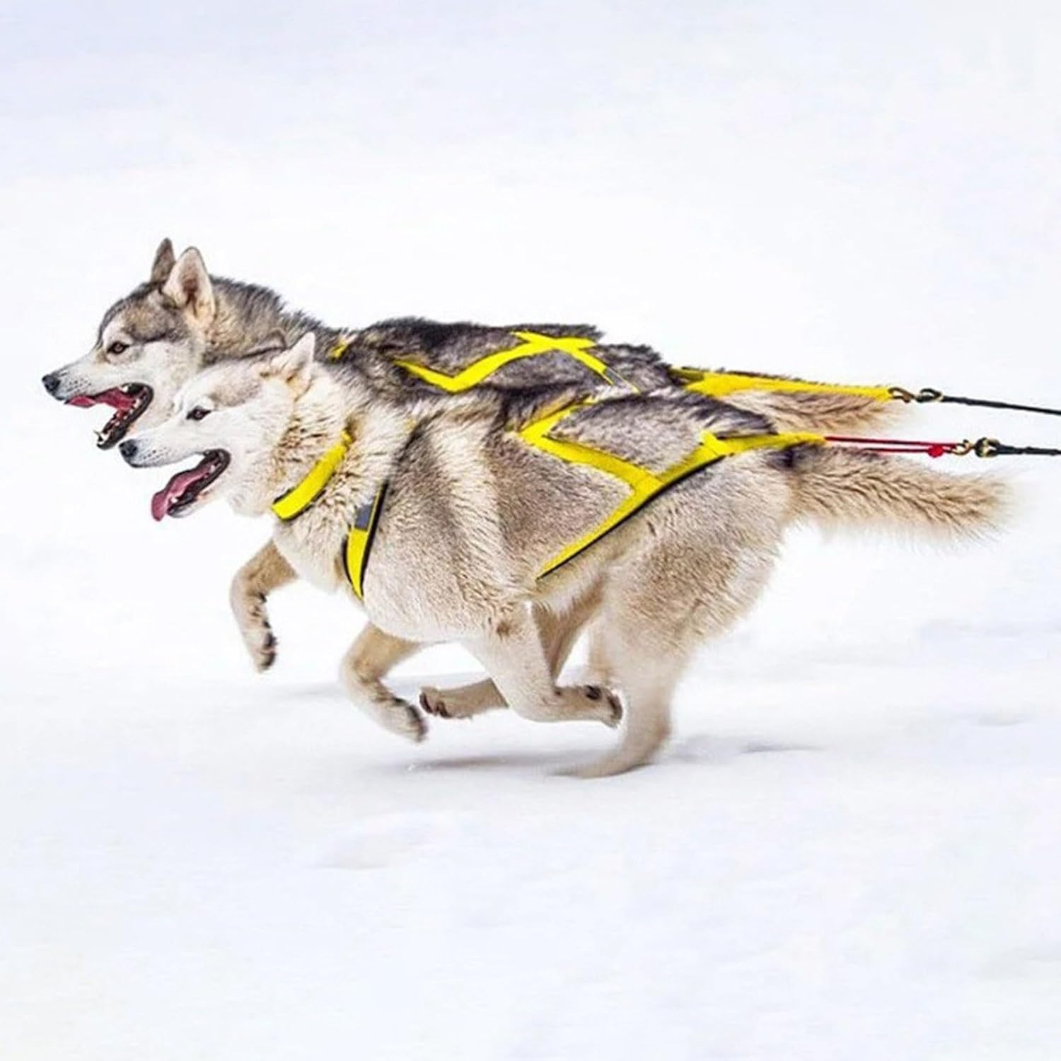 Adjustable Dog Pulling Harness, Waterproof Nylon Dog Sled Harness with Reflective Strips, Durable Running Harness for Large Breeds, Pet Exercises-Bikejoring, Skijoring, Canicross (Yellow, M)