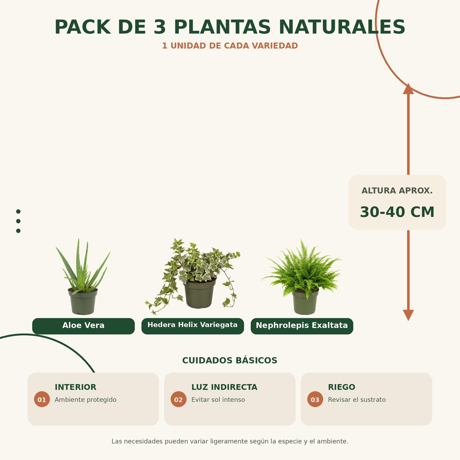 Pack 3 Plantas: Sábila, Hiedra Variegada y Helecho de Boston DECOALIVE