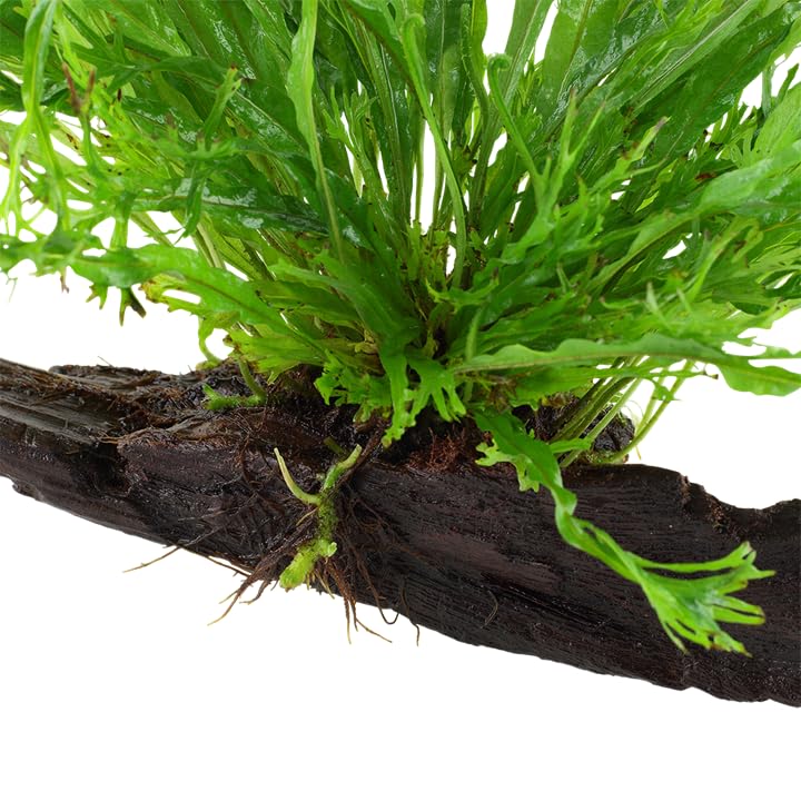 Plante d'aquarium Microsorum pteropus Windeløv fougère de java sur racine bois naturel