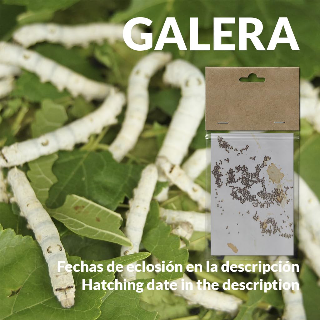 Vers à Soie Race Galera - 50 Oeufs - Eclosionan en 25 jours - Cocons de Soie Naturels - Blanc - 3
