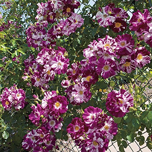 Breck's - Purple Splash Dormant Bare Root Climbing Rose, Includes One Plant Per Order #TOP1