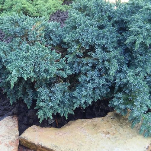 Juniperus Squamata 'Blue Star' - Dwarf Conifer, Compact Evergreen Groundcover, Silver-Blue Foliage, Low Maintenance, Ideal for Rockery -1x 2 Litre Potted Plant by Thompson & Morgan