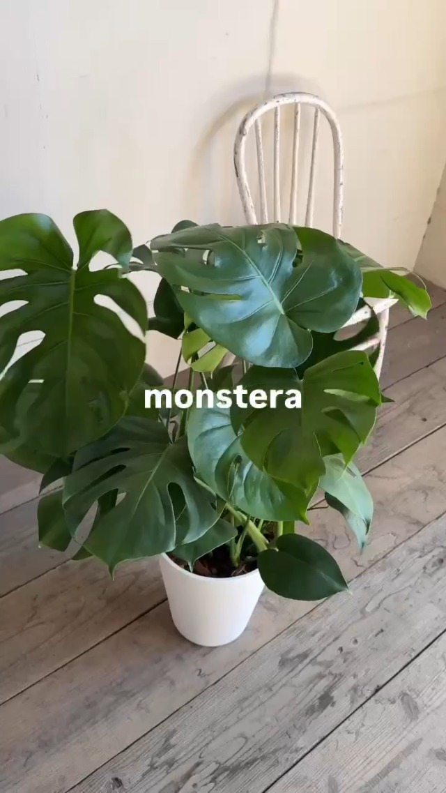 Amazon｜モンステラ 観葉植物 本物 インテリア 大型 大 ブラックセラ