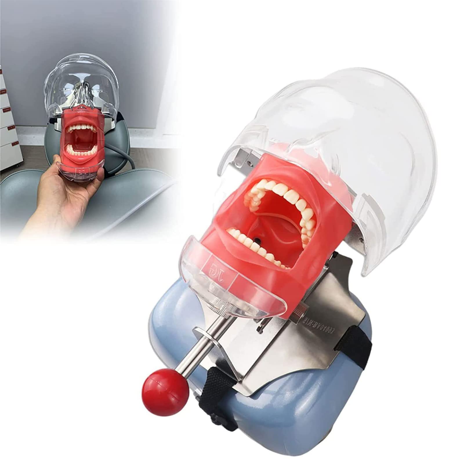 Buy Dental Simulator Head Mannequin, 360° Adjustment Dental Phantom Head Model, Dental Models