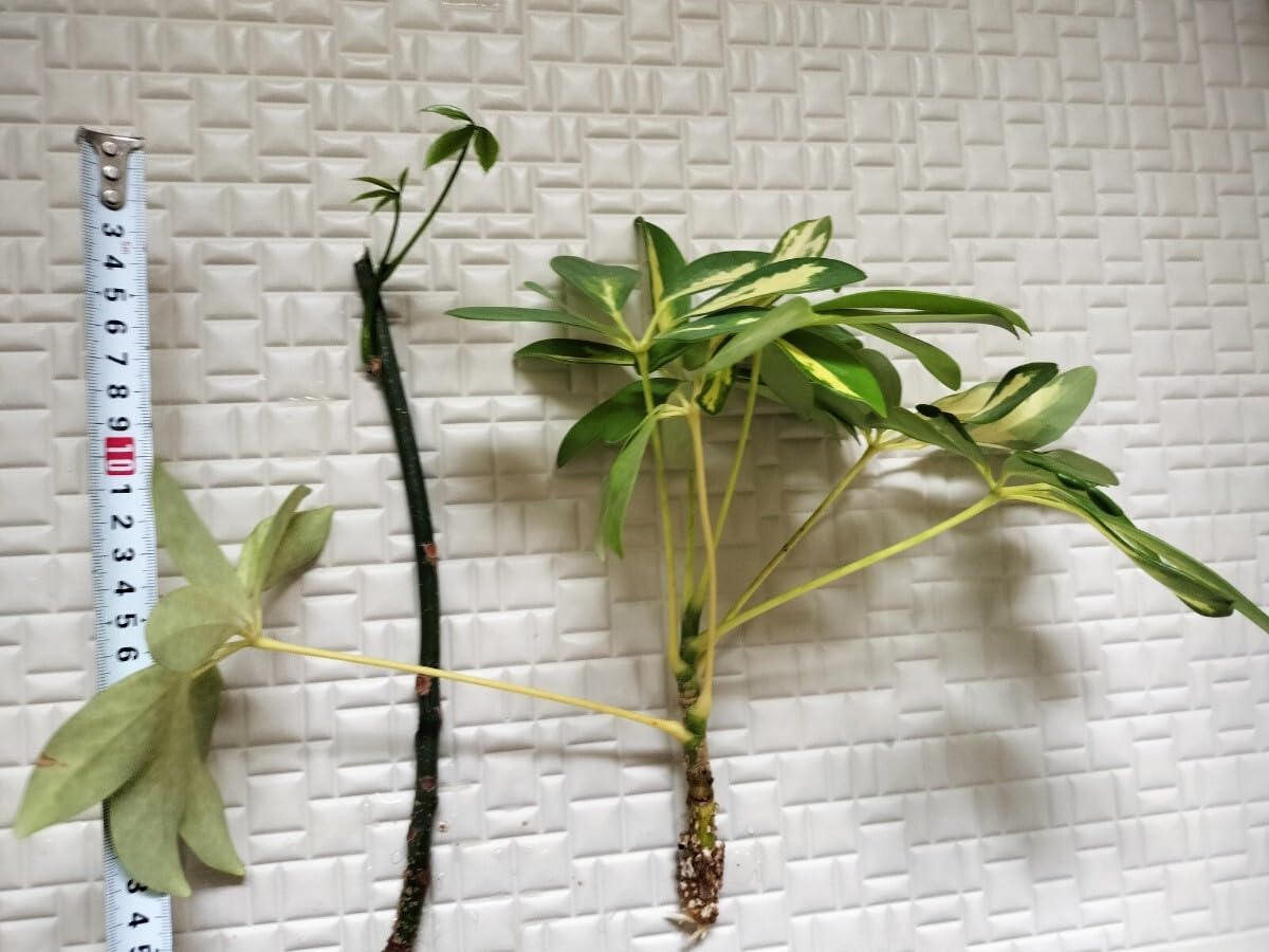 Amazon.co.jp: カポック パキラ 抜き苗 根付き 苗木 2本セット 30