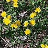 Palm Beach Medicinal Herbs - Mouse-Ear Hawkweed (Hieracium pilosella) - Packet of 20 Seeds
