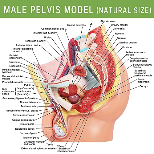 Image of HADWYN Male Pelvis Reproductive Anatomy Model,Life Size 5-Parts Pelvis Model on Baseboard, Muscular,Urinary,Reproductive System,Anatomy Medical Model for Science Education with Detailed Product Manual