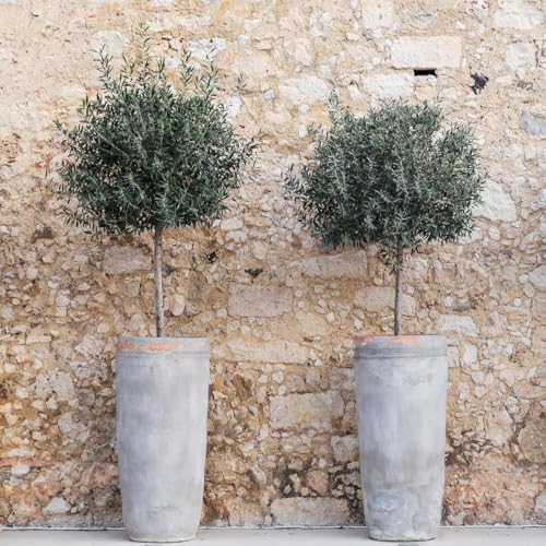 Olivenbaum Bloomique – Olea europaea – Gartenpflanze – Winterhart