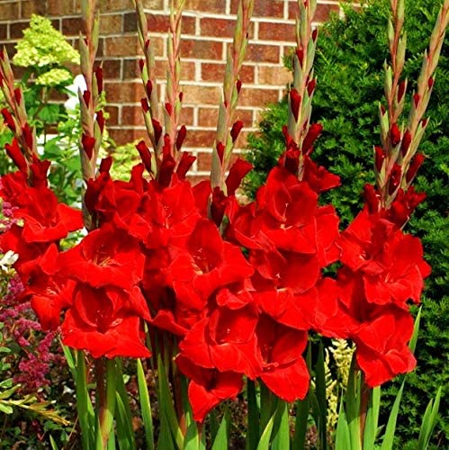 PlantaZee Gladiolus Red Lily Flower Bulbs Best Pack of 2 Imported Robust Bulbs for Your Home Plant & Gardening. (B09N735GSX) Amazon Price History, Amazon Price Tracker