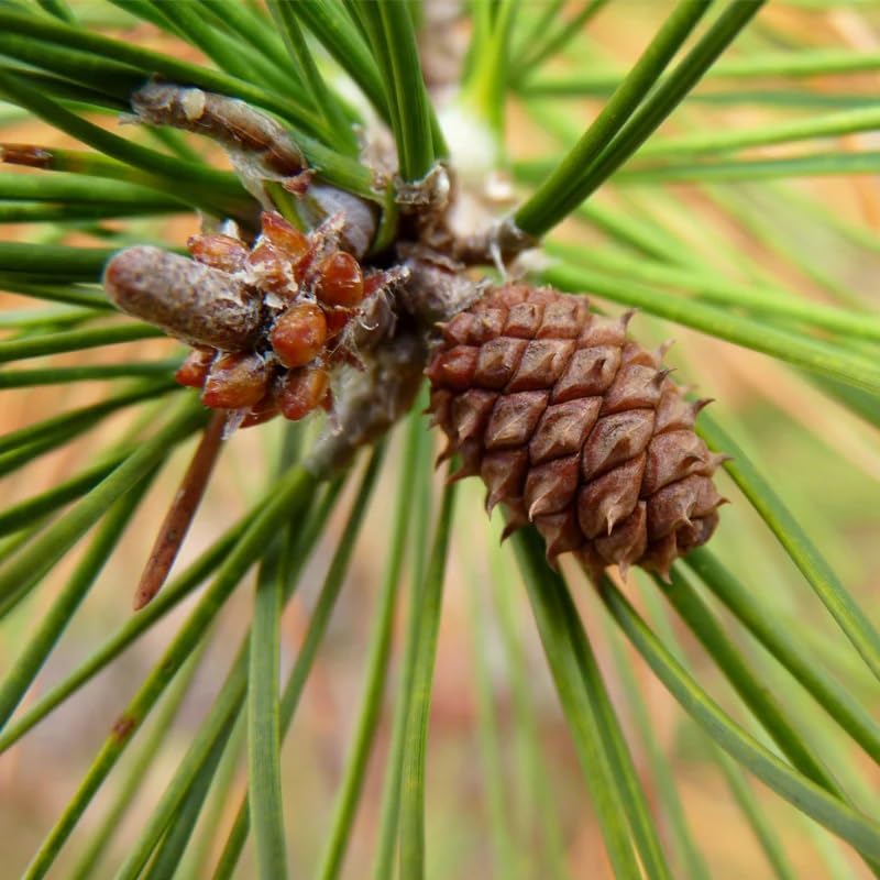 Pinus echinata (Shortleaf Pine) Tree Seeds, Graceful Display, Small, Egg-Shaped Cones, Seeds by MySeeds.Co, You Choose The Amount (4 Grams)