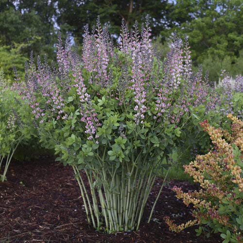 Proven Winners - Baptisia DECADENCE 'Pink Truffles' (False Indigo) Perennial, pink-lavender flowers, #1 - Size Container