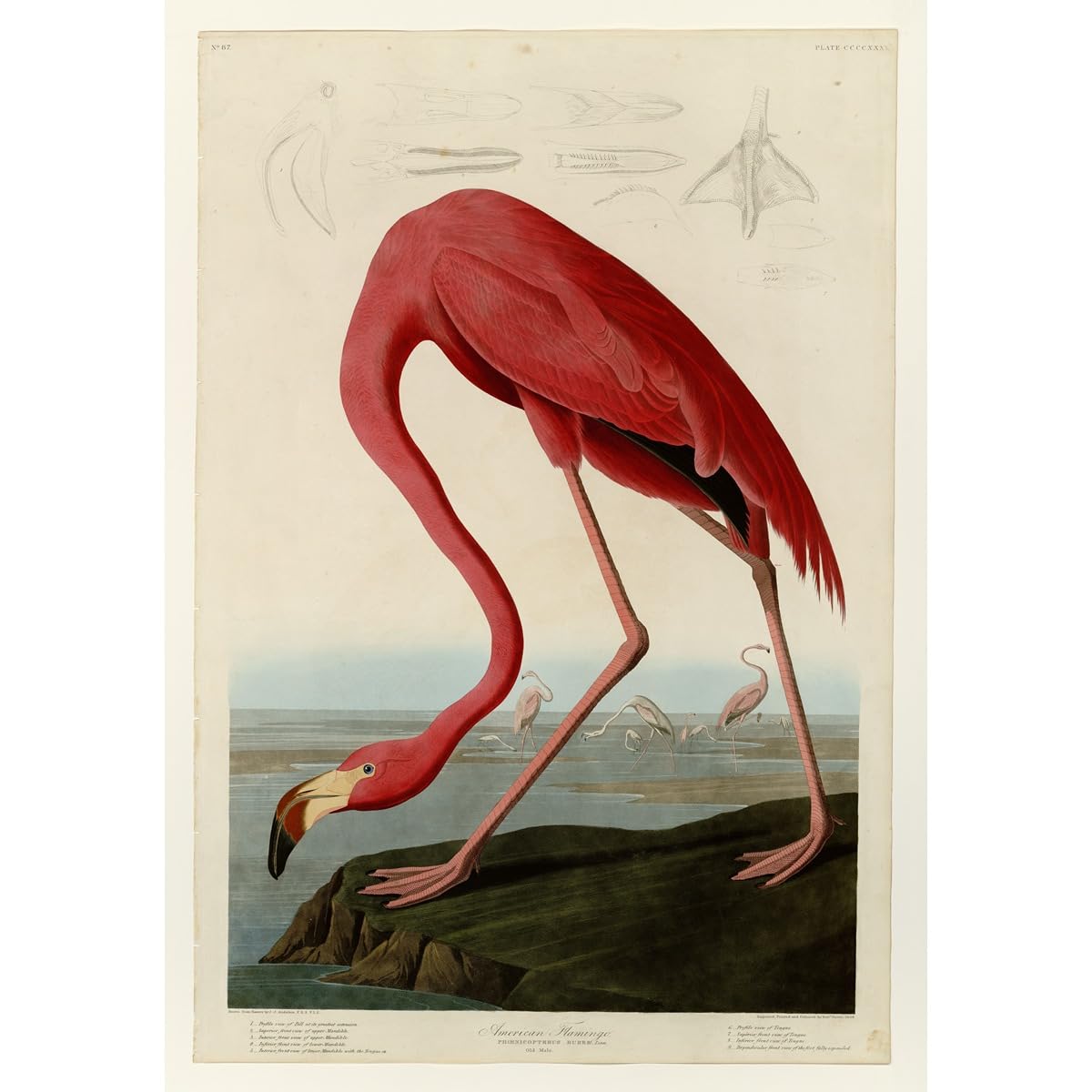 Impression giclée Flamant rose pour décorer un grand mur vide