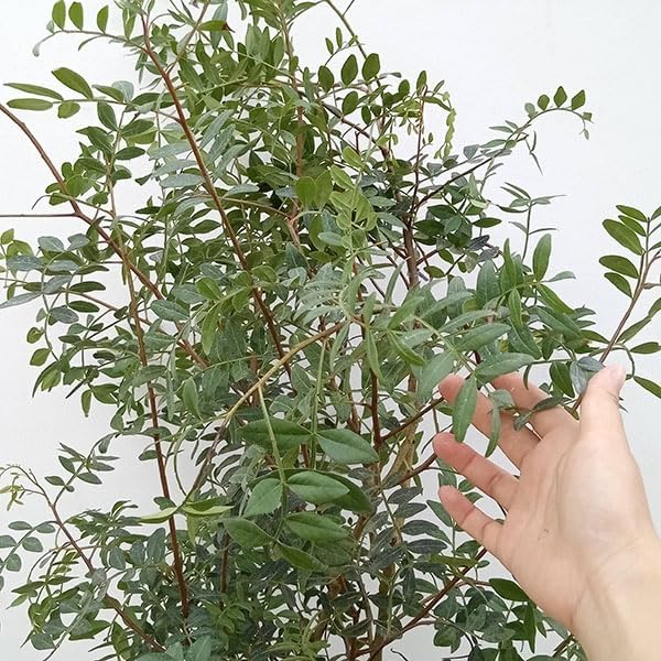 ピスタチア（ピスタキア）6号ポット[葉色が軽やかな常緑低木、ピスタチオナッツの仲間]