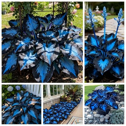 YGNHIJKD Indoor or Outdoor Hosta for Planting Magical Hardy Balcony Rare Species Ornamental Value - 4 Bulbs C (6)
