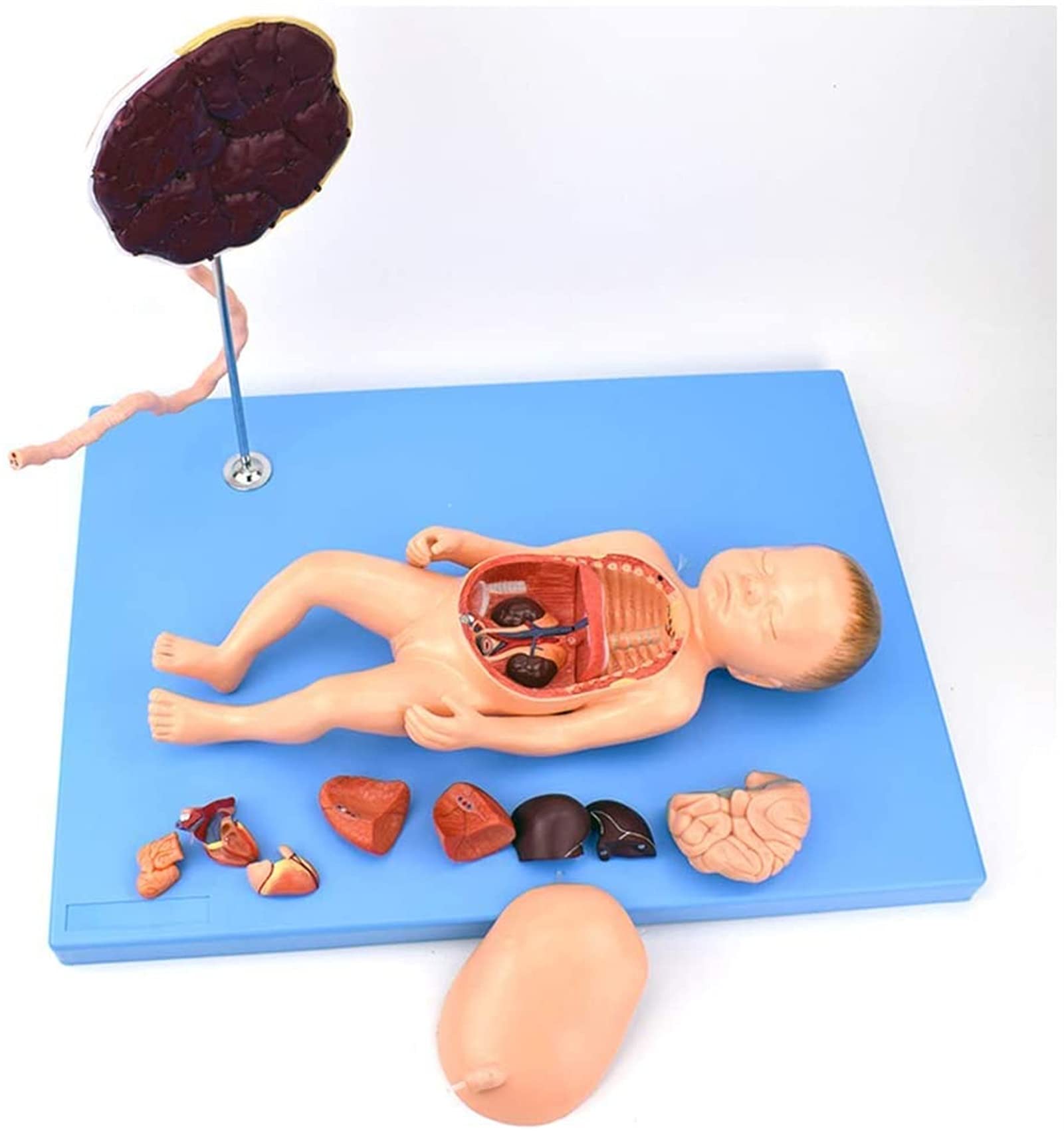 Modele Medyczne, Model Anatomiczny Narządów Noworodków, Model Anatomii Rdzenia Brzusznego I Łożyska Na Opiekę Płodu Dla Zajęć/studentów, Materiał Dydaktyczny
