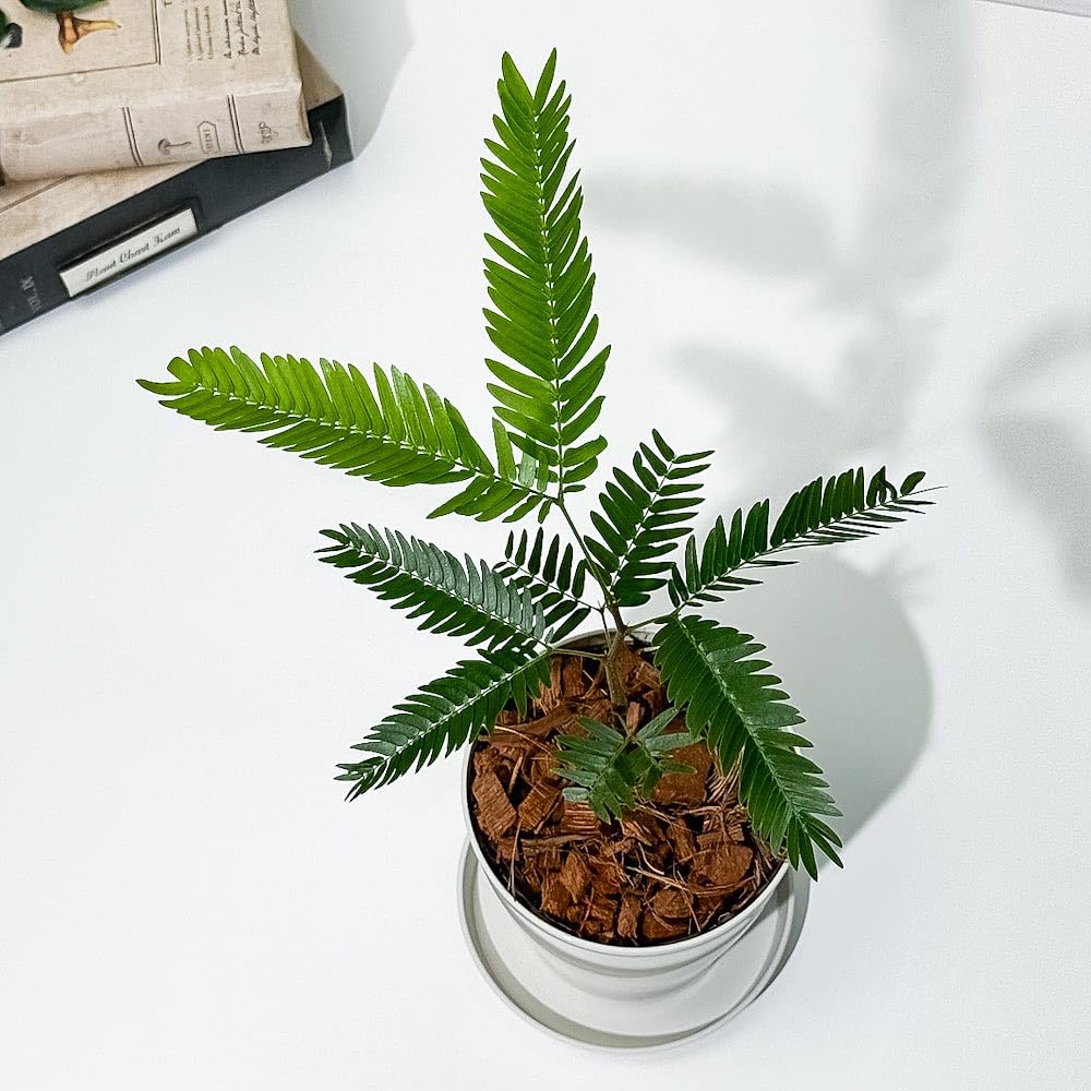 Amazon.co.jp: PLANCHU 観葉植物 エバーフレッシュ 3.5号鉢 受け皿付き