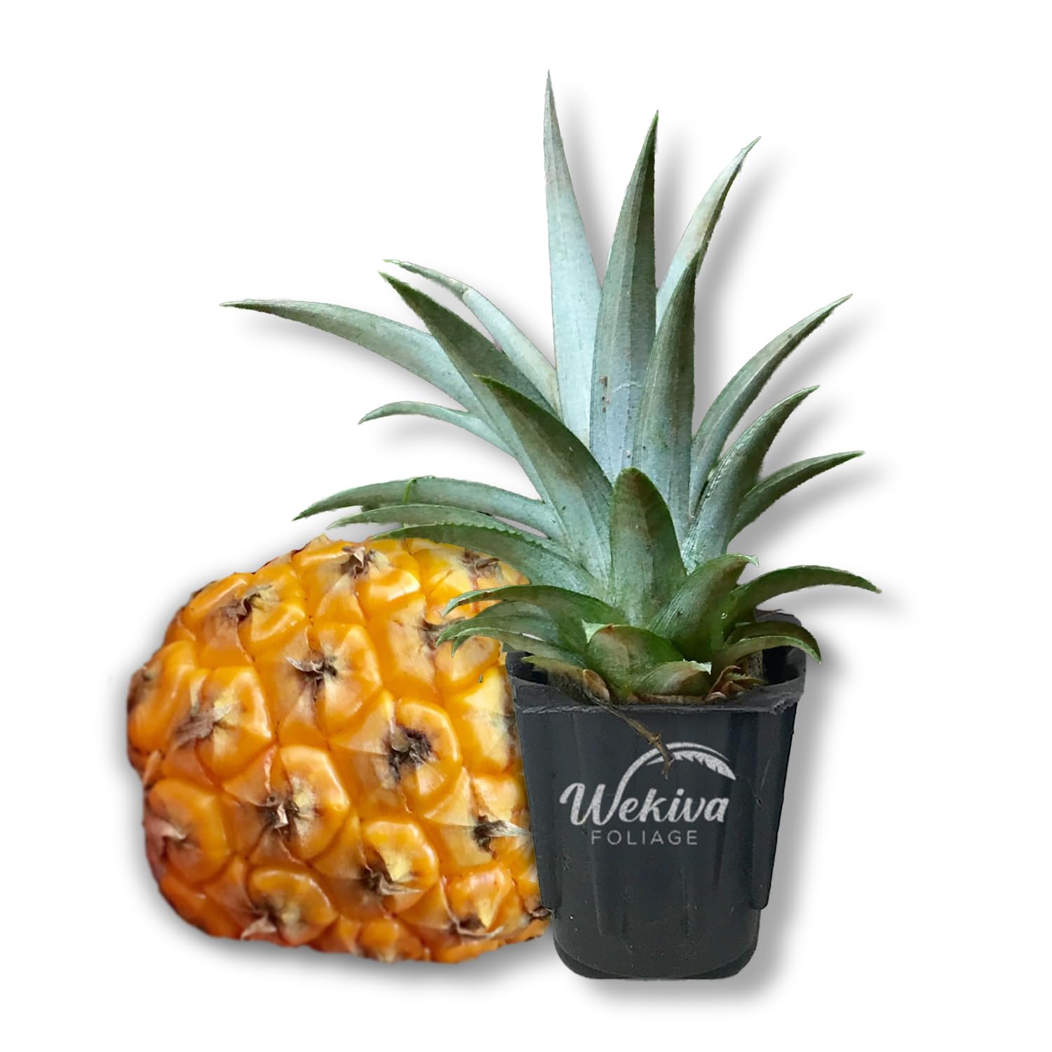 Mini Me Ornamental Pineapple Plant Live Starter Plant In 2 | Desertcart  Aruba