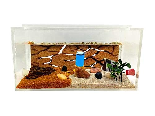 ANTHILLSHOP -Hormiguero de Arena Natural acrílico 1- Con hormigas incluidas┃de 20-30 hormigas