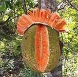 Cactus King, Red Jackfruit Seeds, Packet of 3 Seeds