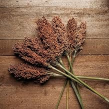 Sumac Sweet Cane Sorghum - 100 Seeds - Rare Heirloom & Open-Pollinated Variety, Great for Making Syrup & Molasses, Non-GMO Seeds for Planting Outdoors in The Home Garden, Thresh Seed Company