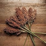 Sumac Sweet Cane Sorghum - 100 Seeds - Rare Heirloom & Open-Pollinated Variety, Great for Making Syrup & Molasses, Non-GMO Seeds for Planting Outdoors in The Home Garden, Thresh Seed Company
