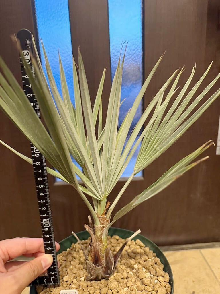 ブラヘアアルマータ 検）ココスヤシ サバルヤシ フェニックス