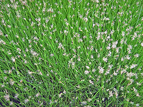 Nadelsimse | Eleocharis acicularis | im 9er Teichtopf | Wasserpflanze | Teichpflanze | Mini Teich geeignet | Klärpflanze | Sauerstoffpflanze | winterhart Cover