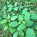 Smoke Camp Crafts - Jewelweed Salve - 1 oz - Poison Ivy Relief Salve - Hunters - Hikers - Outdoorsman Salve