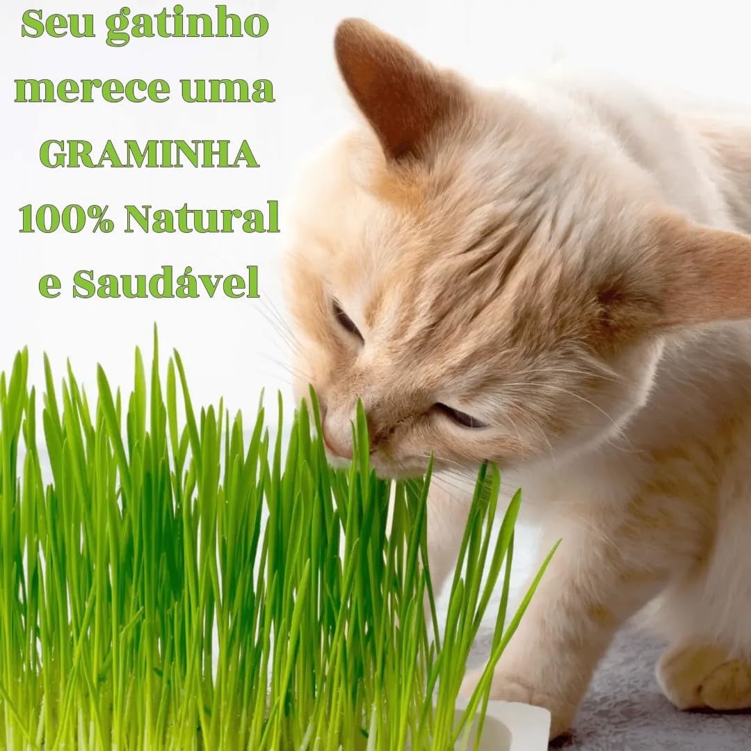 Kit Graminha Petisco Para Gatos - Graminha Digestiva 100% Natural - Mister Grama (3 unidades)