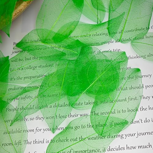 HAOBIN 50 Pieces Natural Skeleton Leaves Dry Skeletal Leaves Natural Dried Leaves Mixed Dried Leaves Used for DIY Scrapbook Craft Card Making (Green) - Image 4