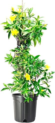 Carolina Jasmine  Plantas de tamaño grande de 3 galones  Gelsemium Sempervirens Jessamine  Follaje de vid fragante floreciente