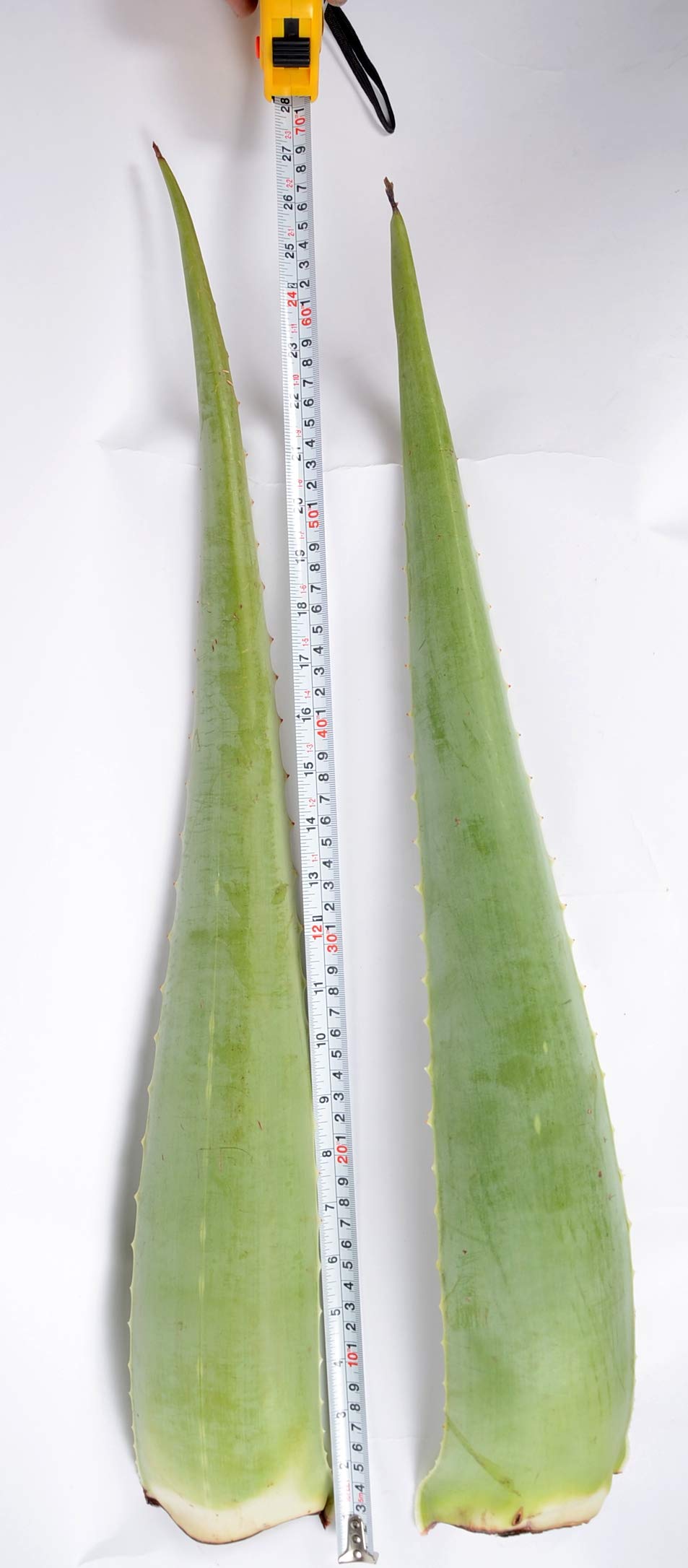 5 x Frische groe BIO Aloe Vera Bltter 80 cm LANG  800 g Gewicht ca.