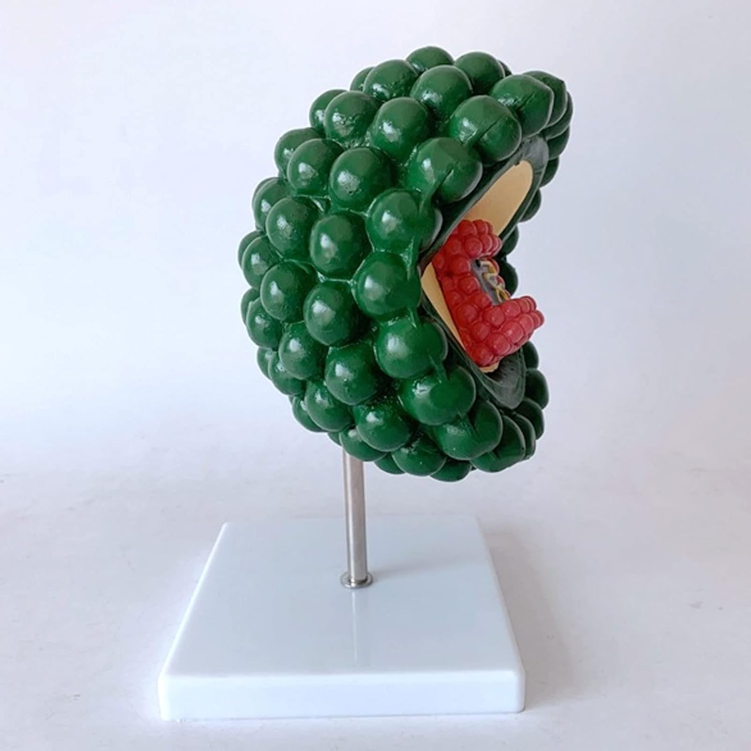 HIV Education Model Virus - Modello di fagi del batteriofago dell'anatomia del virus umano per lo studio di microbiologia medica