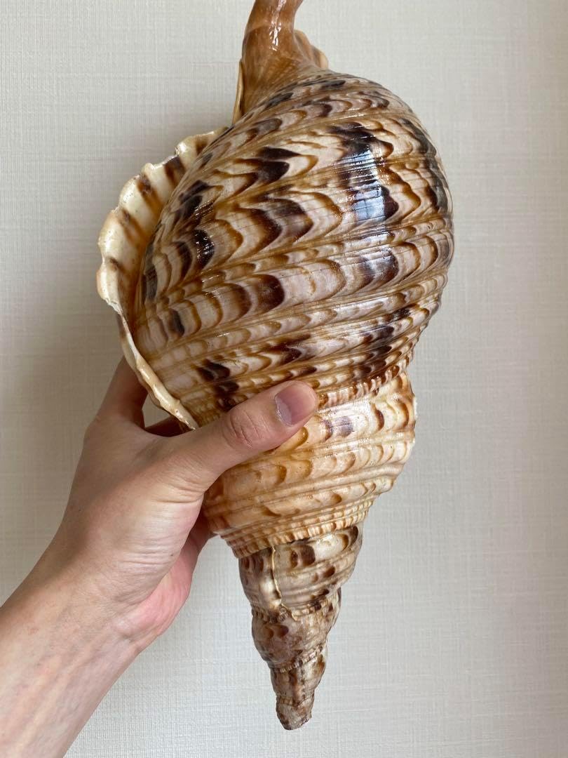法螺貝　特大40cm 1750g 法螺貝 特大40cm 1750g 法螺貝 ホラ貝 新鮮なホラ貝 特大サイズ 40cm 1キロ