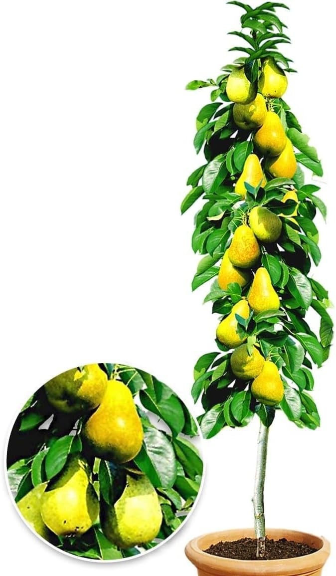 S&auml;ulen-Birne 'Doyenn&eacute; du Comice' Birnbaum + winterhart