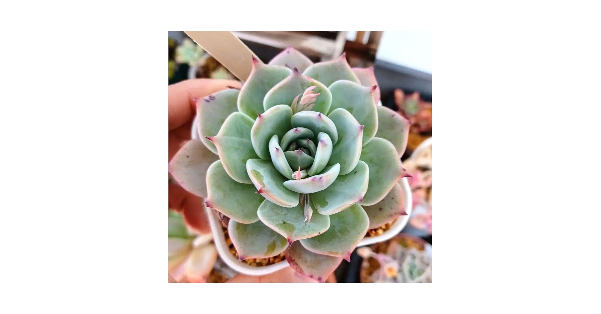 Amazon.co.jp: 抜き苗 bee houseホリコロ × ラウレンシス 多肉植物