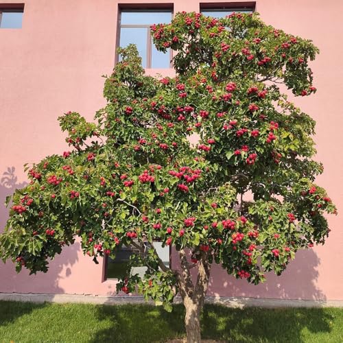 Semi di biancospino、 da frutto colonnari,semi di da frutto、 decorative giardino di resistente semi di,50pcs