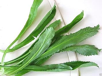 Culantro Seeds,Recao,A.K.A;Vietnamese Coriander,Thai Parsley,ngo gai,Shadon beni1000 Seeds