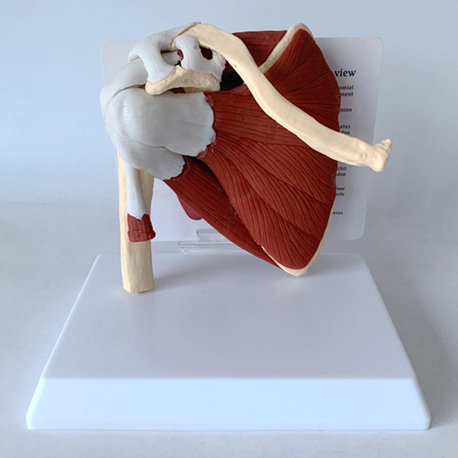 Model Ludzkiej Łupki Przyłączonej Do Mięśnia Klawiarki, Model Anatomii Szkieletu, Naukowo Precyzyjny Medyczny Materiał Dydaktyczny