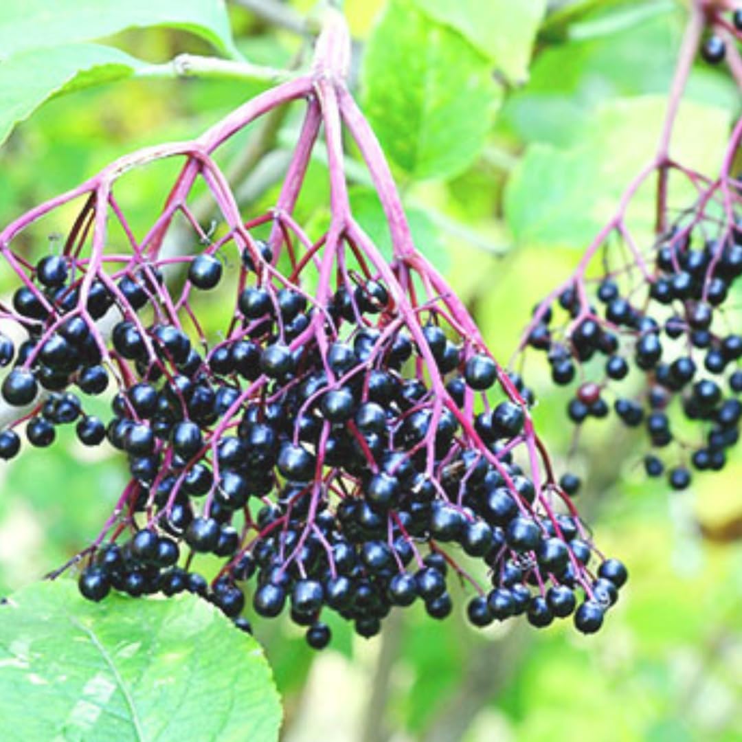 1 Black Elderberry Plant Live, 6-9 Inch Tall, American Elderberry Bush, Hardy Elderberries Tree